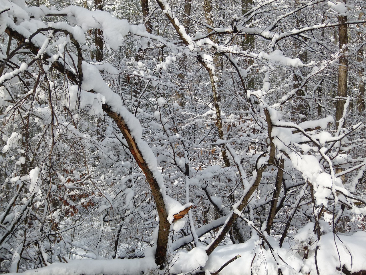 winter snow snowstorm free photo