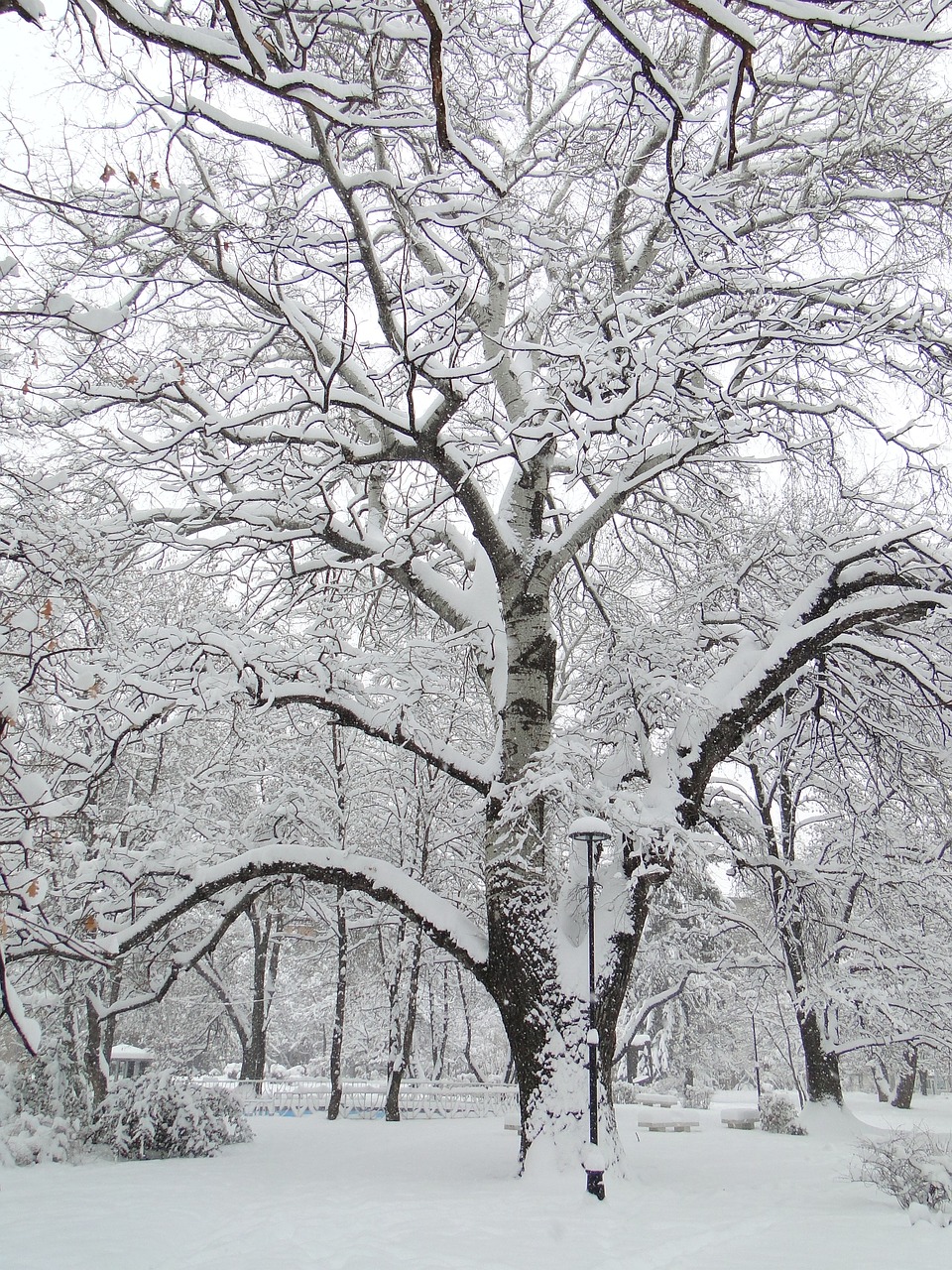 winter tree park free photo