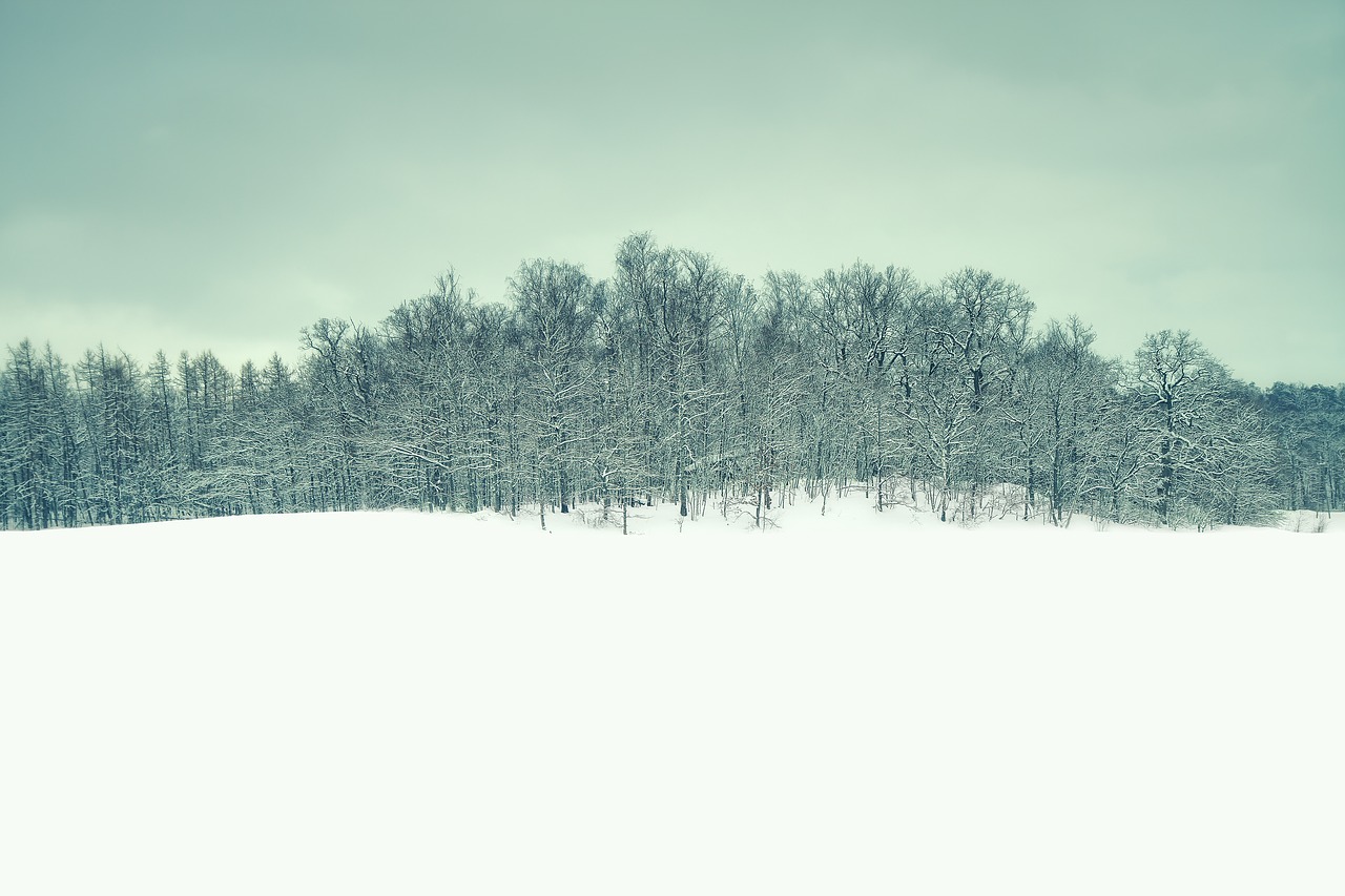 winter landscape forest free photo