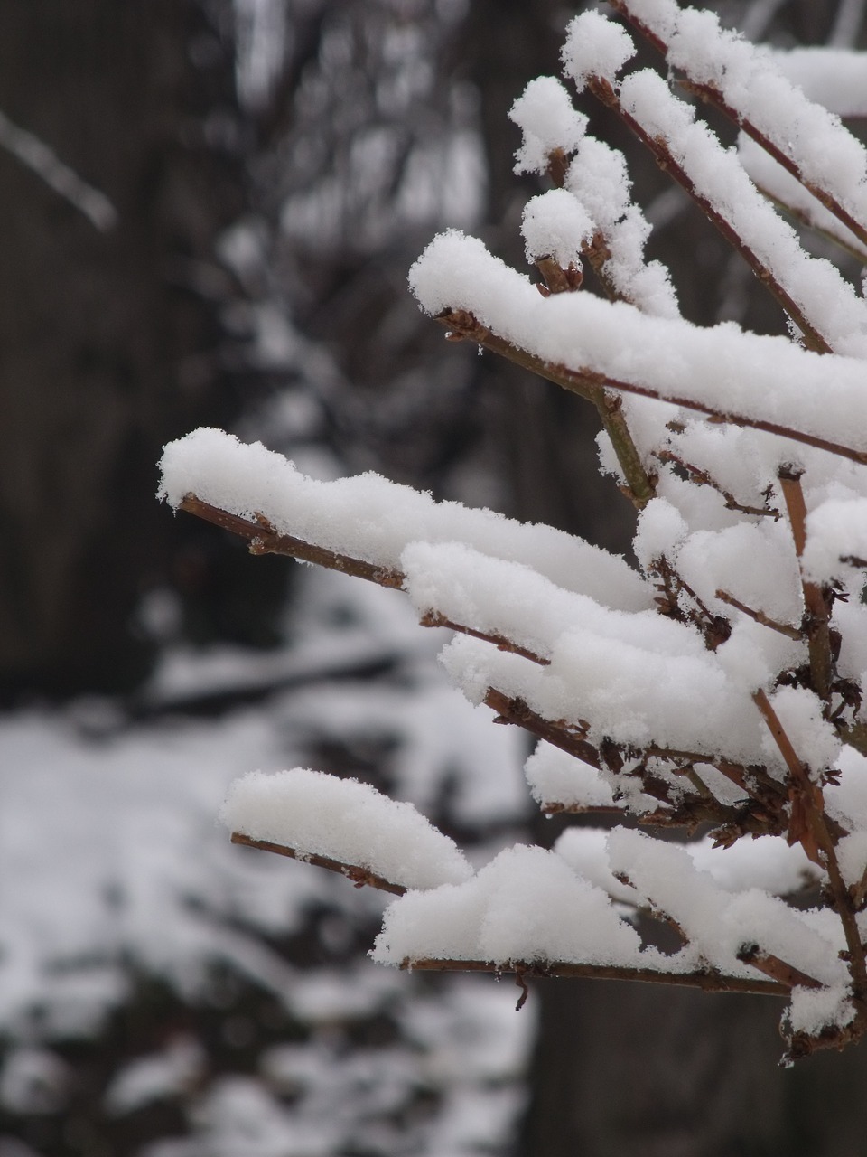 winter snow nature free photo