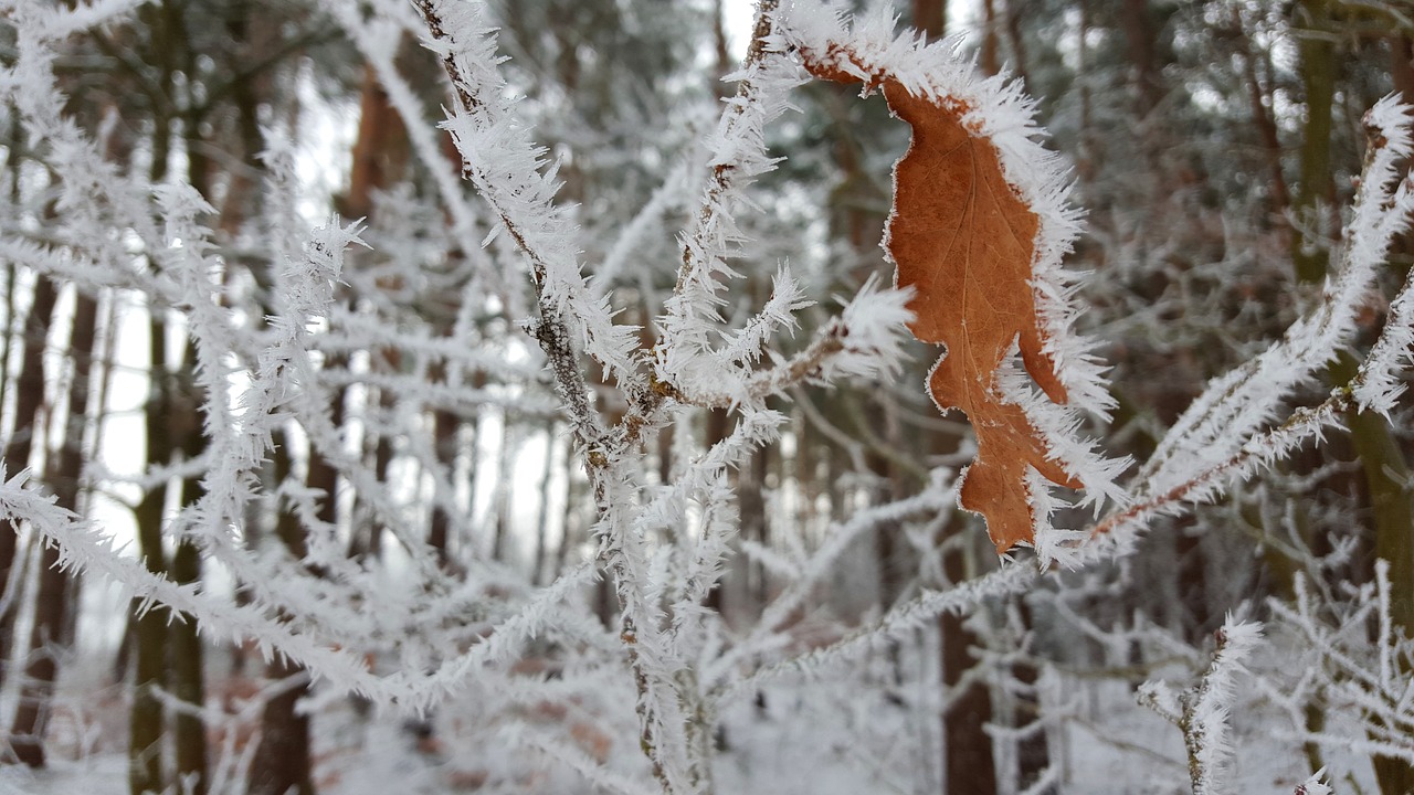 winter ice hoarfrost free photo