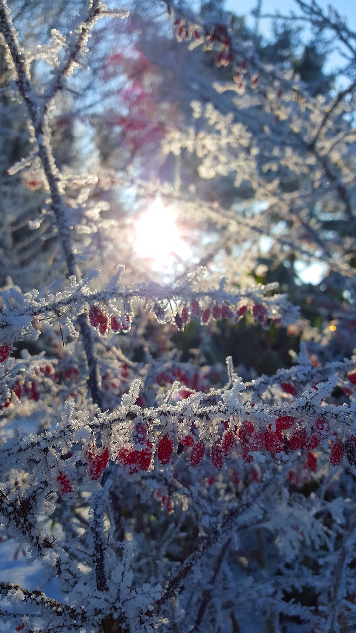 winter ice hoarfrost free photo