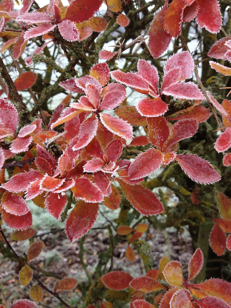 winter ice frost free photo