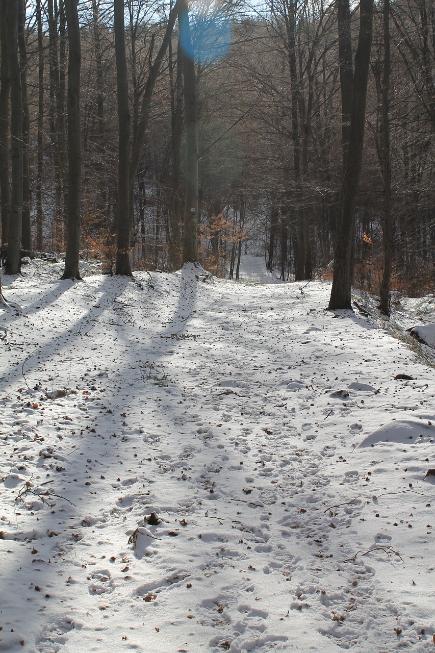 winter trees snowy free photo