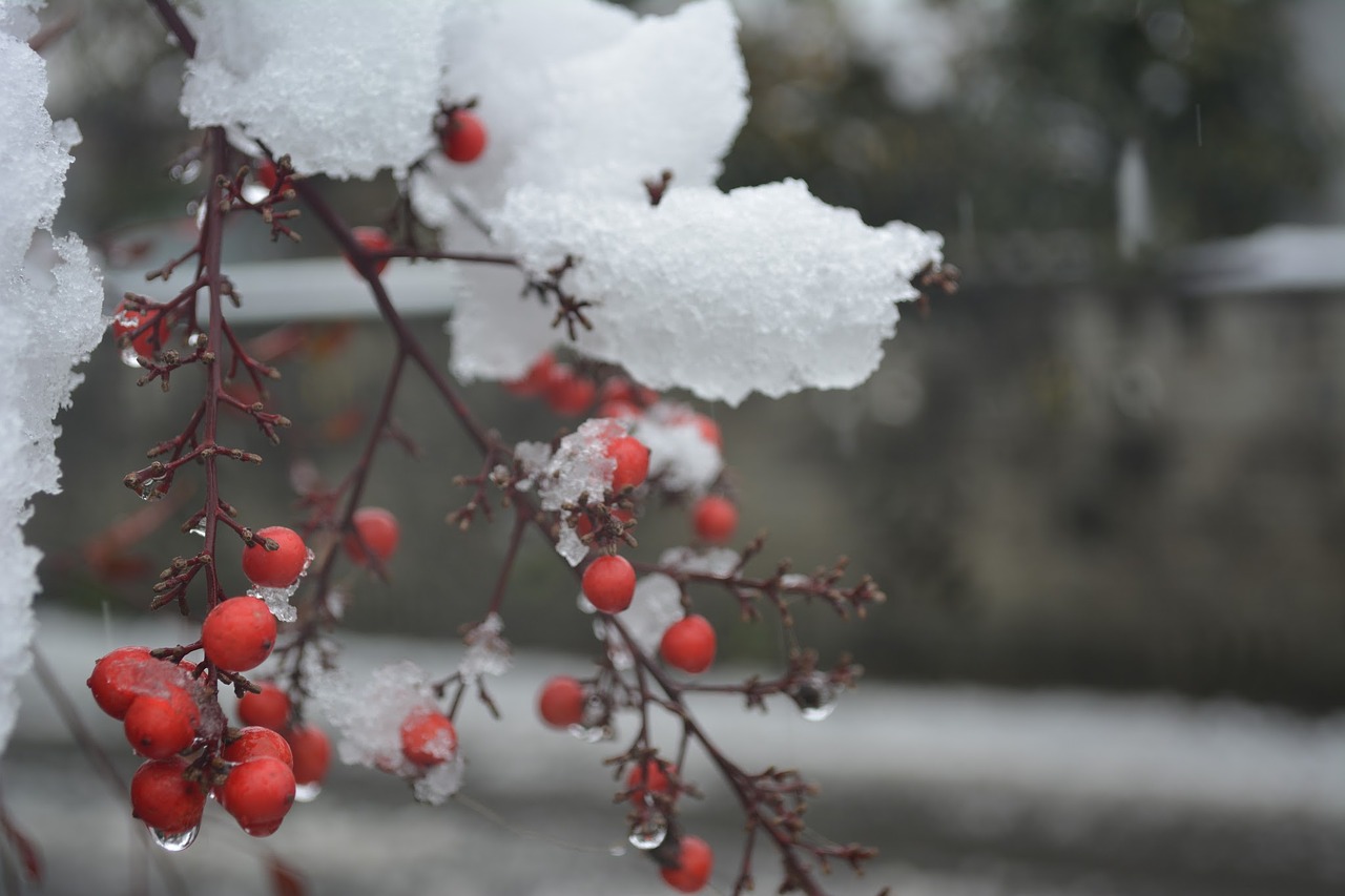 winter southern sky snow free photo