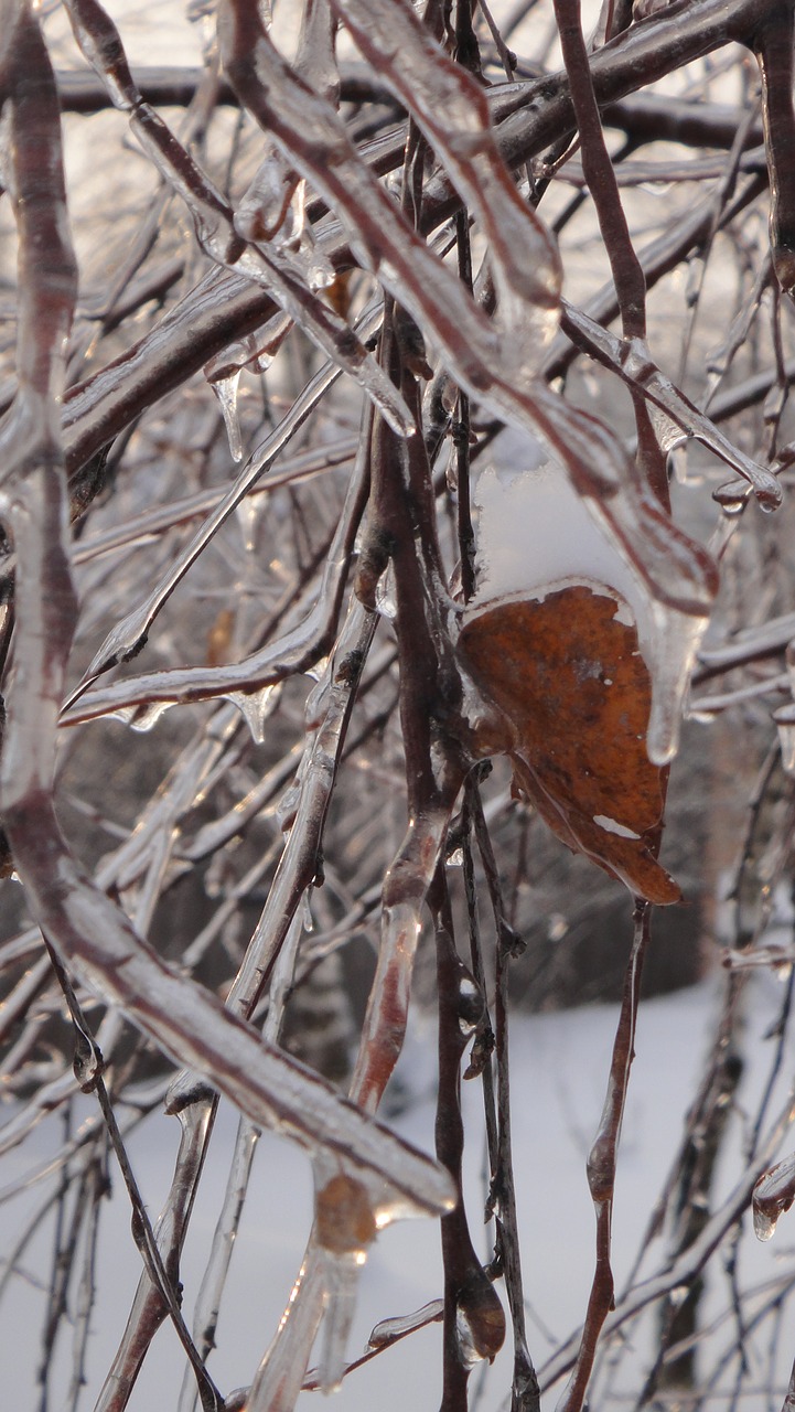 winter landscape nature free photo