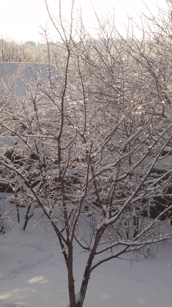 winter tree snow free photo