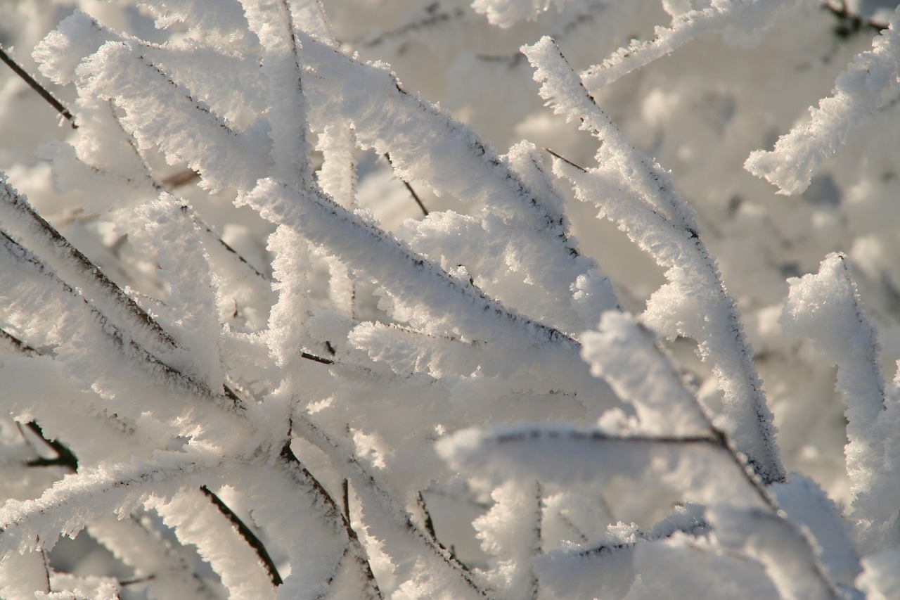 winter ripe close up free photo