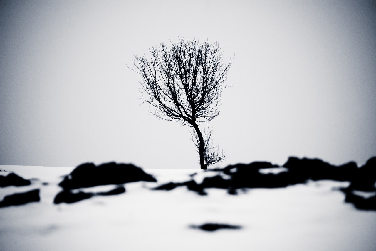 winter sw tree free photo