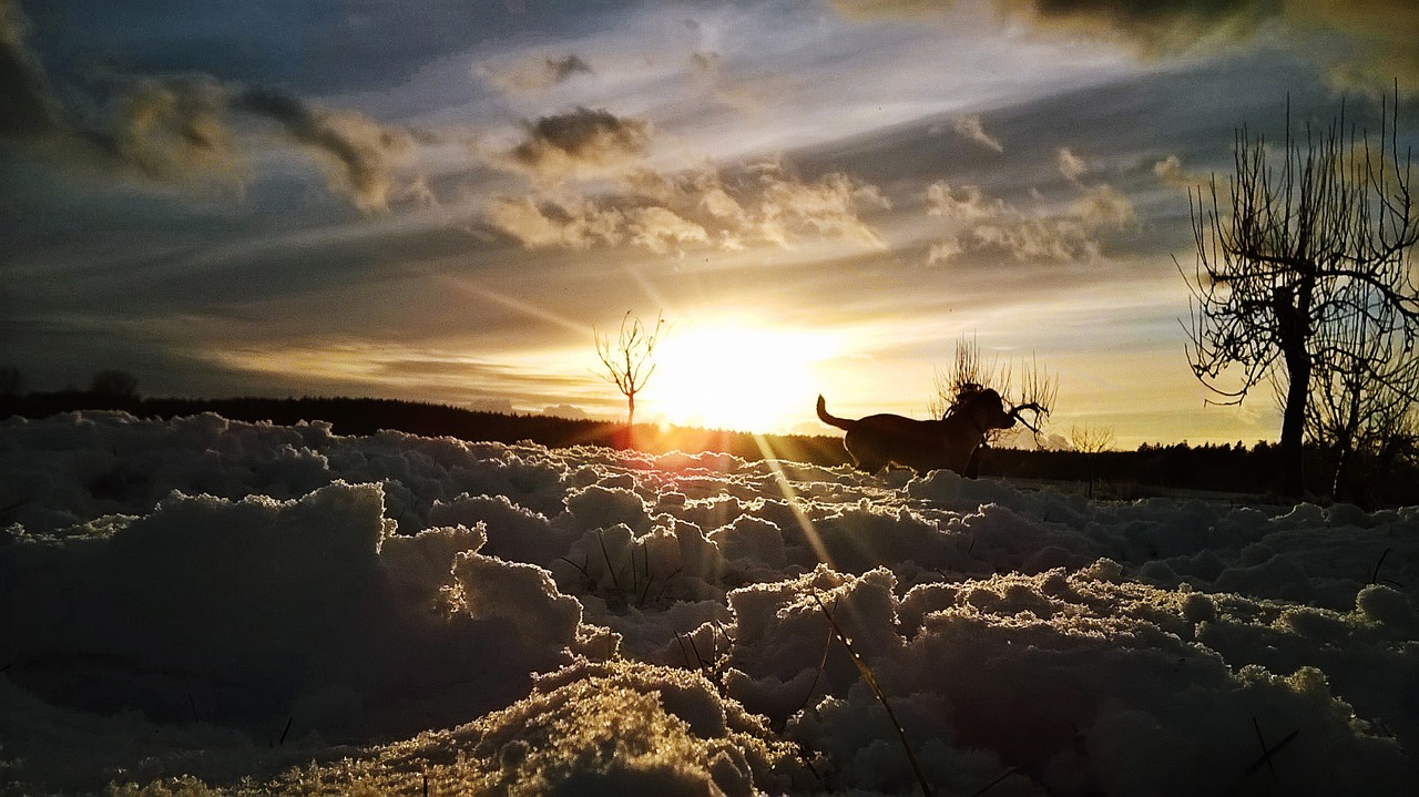 winter snow dog free photo