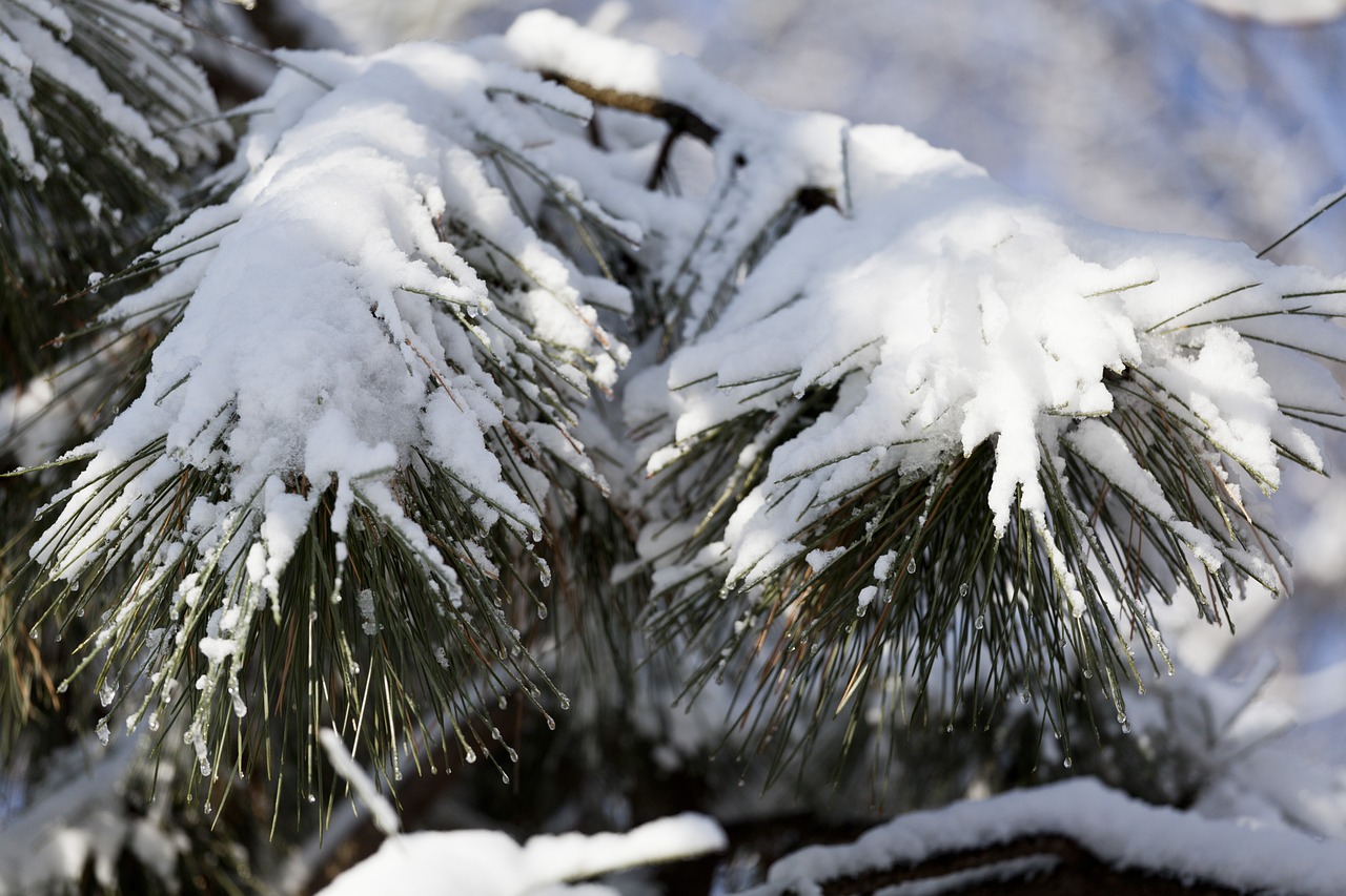 winter pine snow free photo