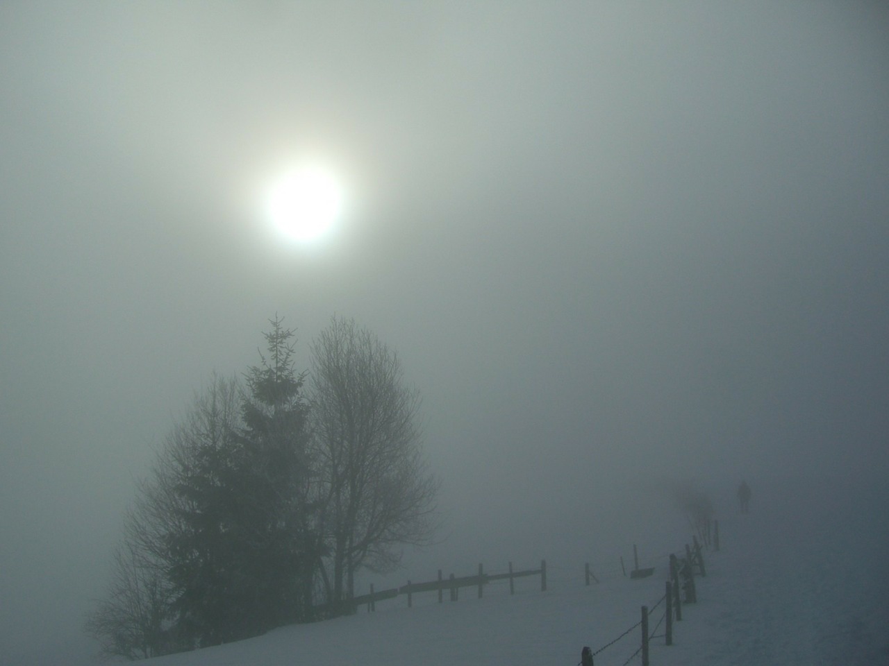 winter fog grove of trees free photo