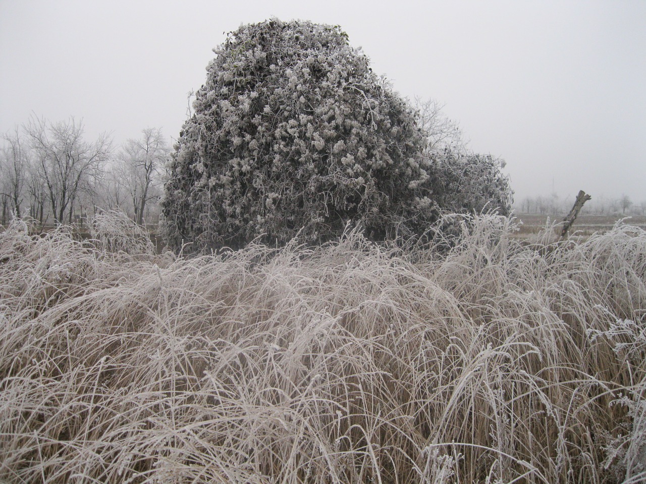 winter frozen bush free photo