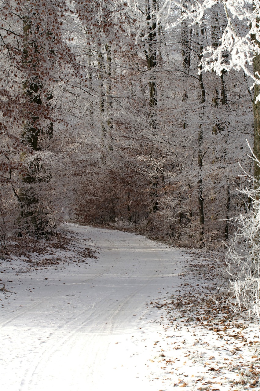 winter wintry a snowy path free photo