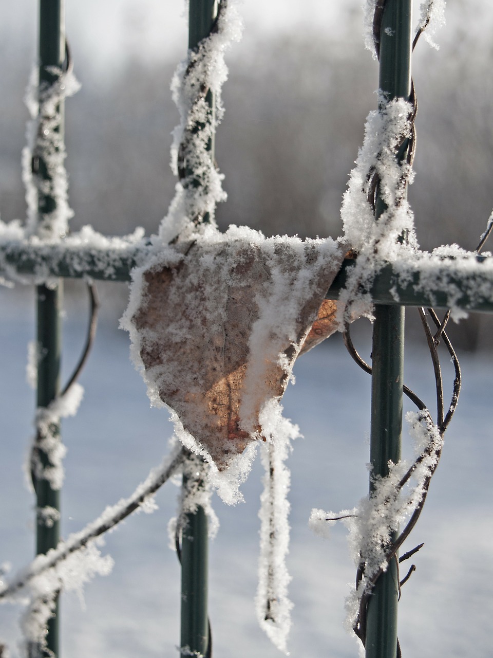 winter frost leaf free photo