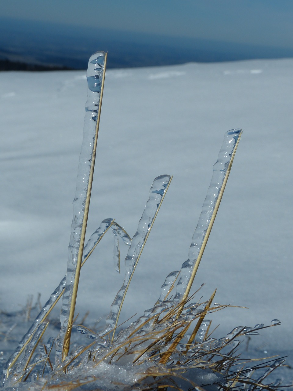 Ice rain. Ледяная трава. Ледяной дождь. Снег на траве. Ледяная трава фото.