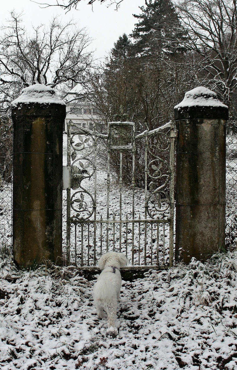 winter snow dog free photo