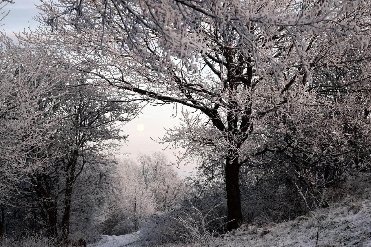 winter landscape wintry free photo