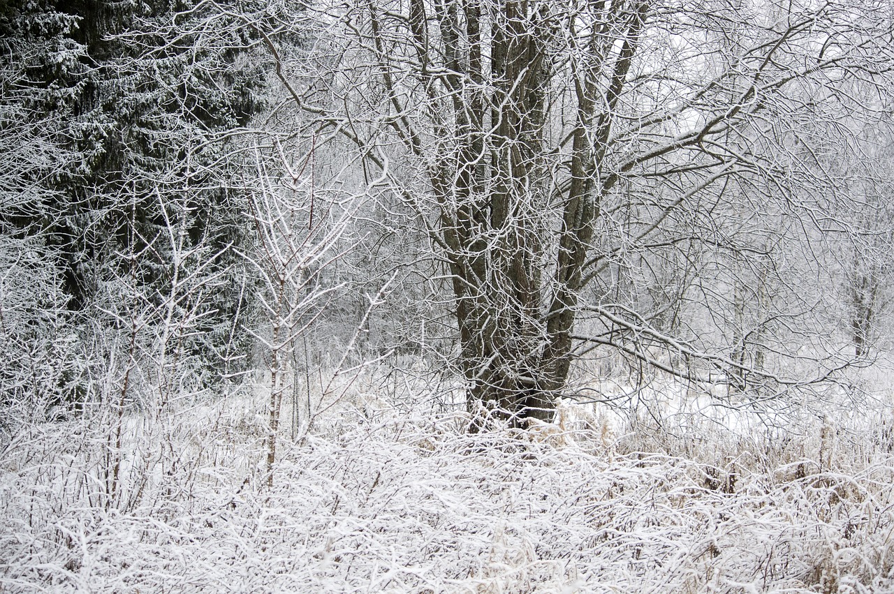 winter nature snowy free photo