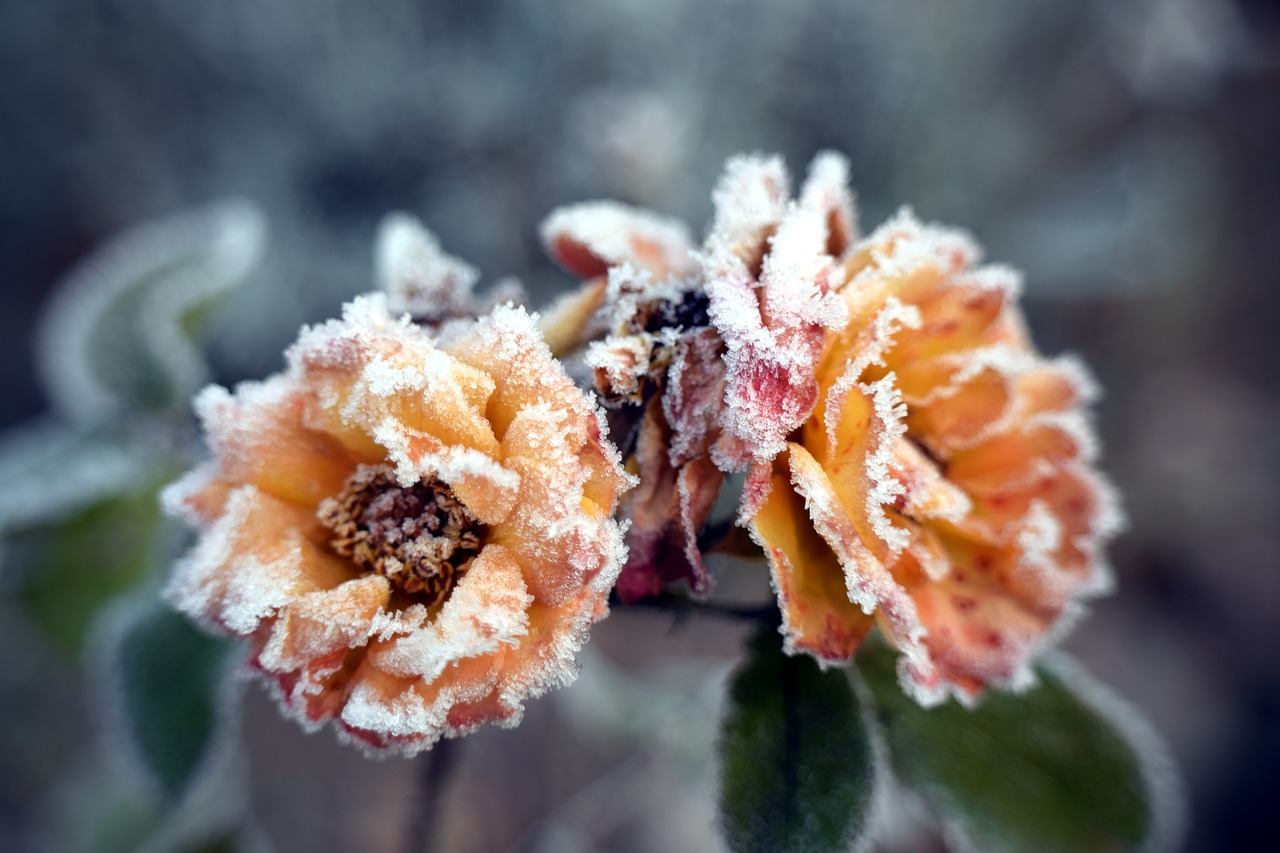 Цветы во льду фото