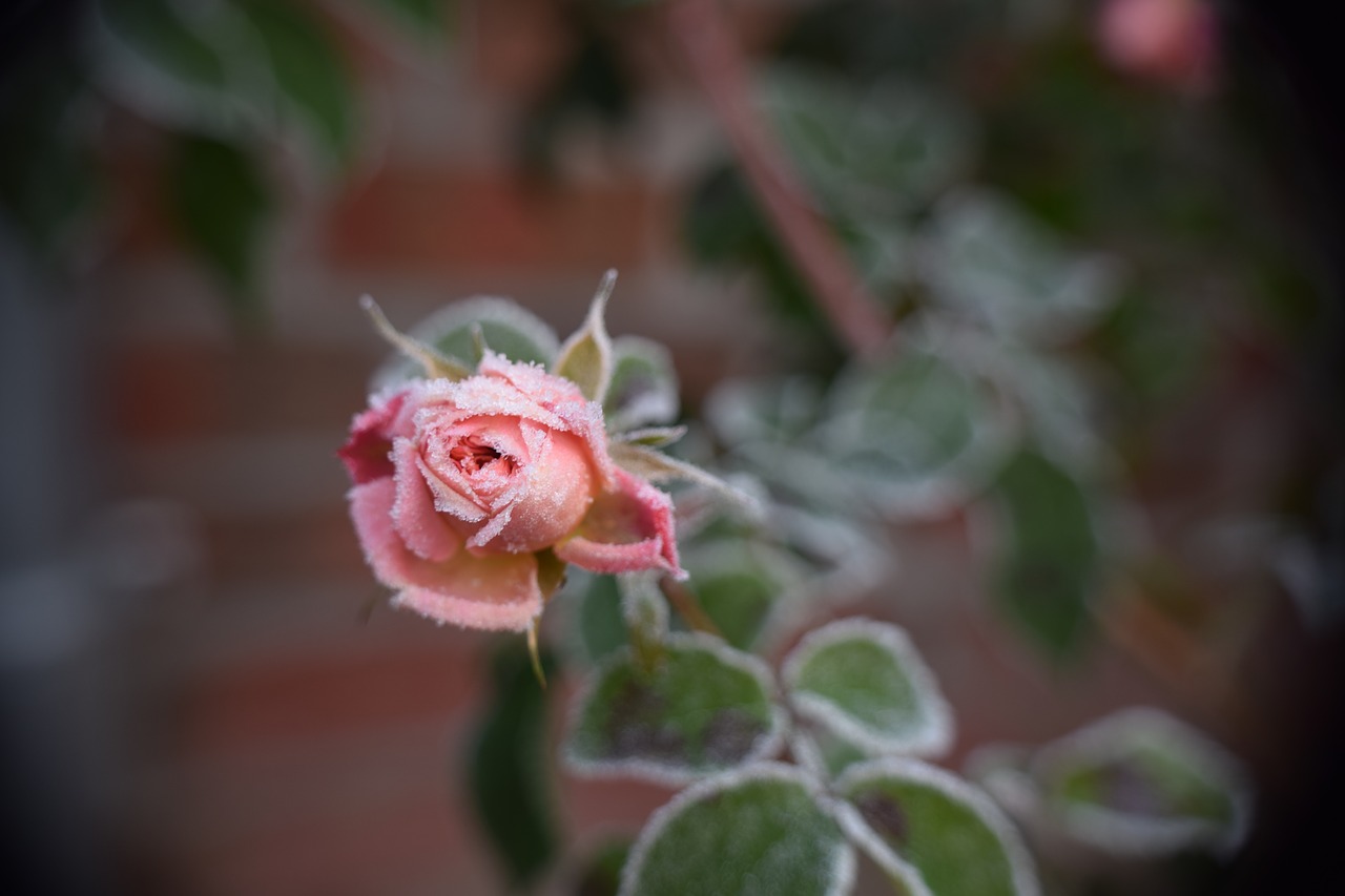 winter rose eisrose free photo
