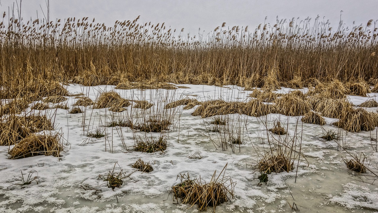 winter reed ice free photo