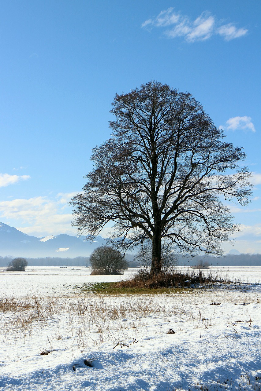 winter nature tree free photo