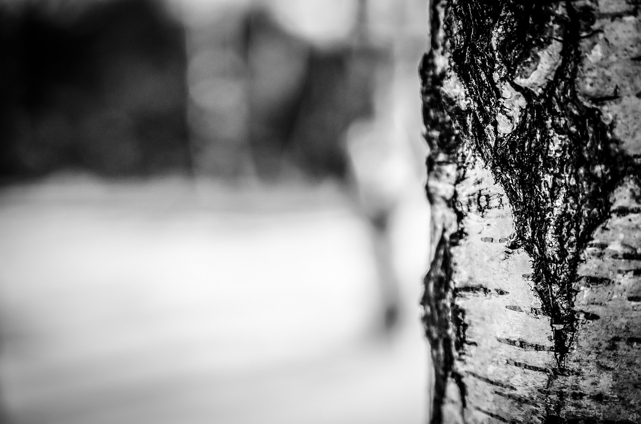 winter snow tree free photo