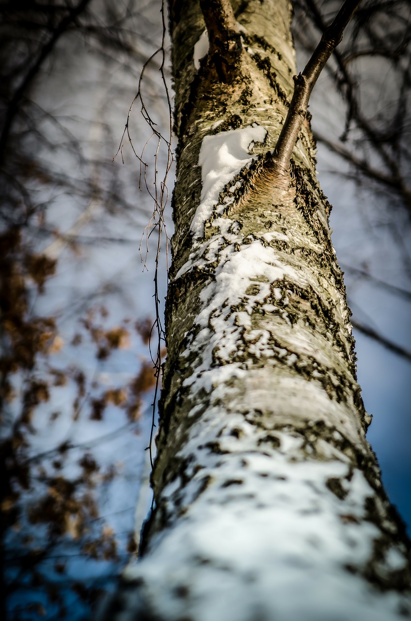 winter snow tree free photo