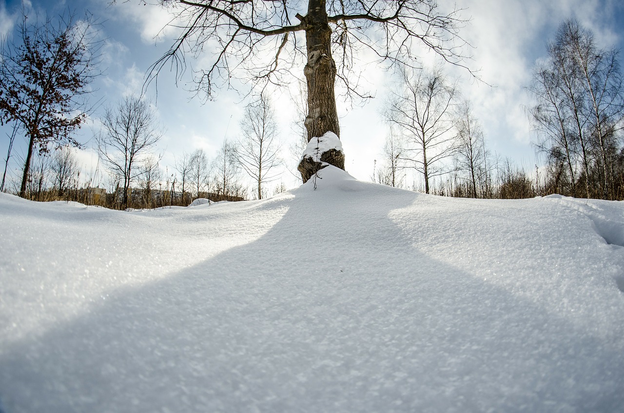 winter snow tree free photo