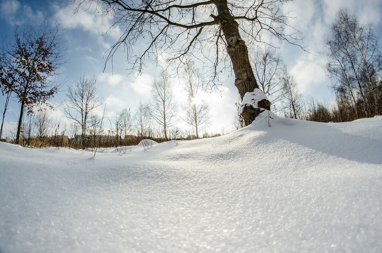 winter snow tree free photo