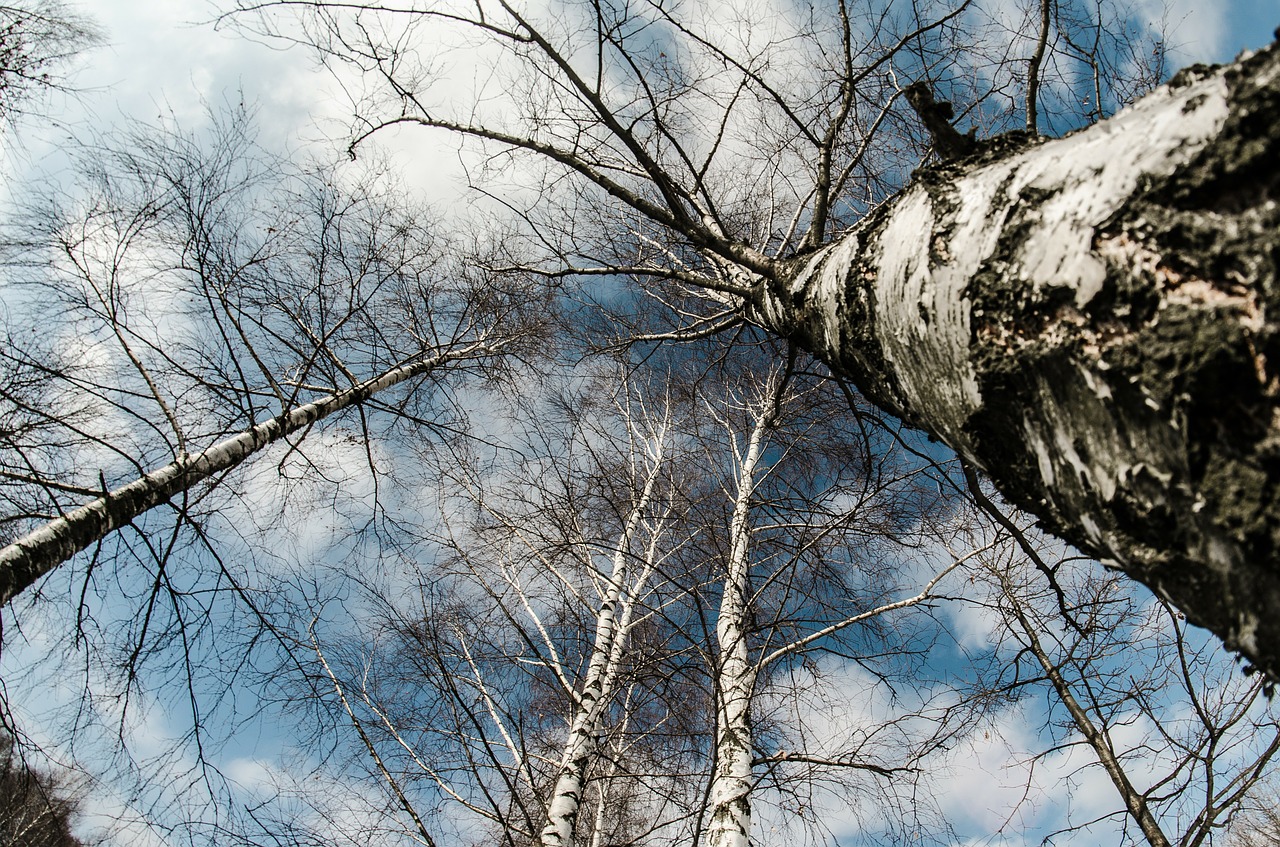 winter snow tree free photo