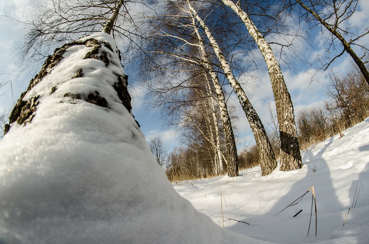 winter snow tree free photo