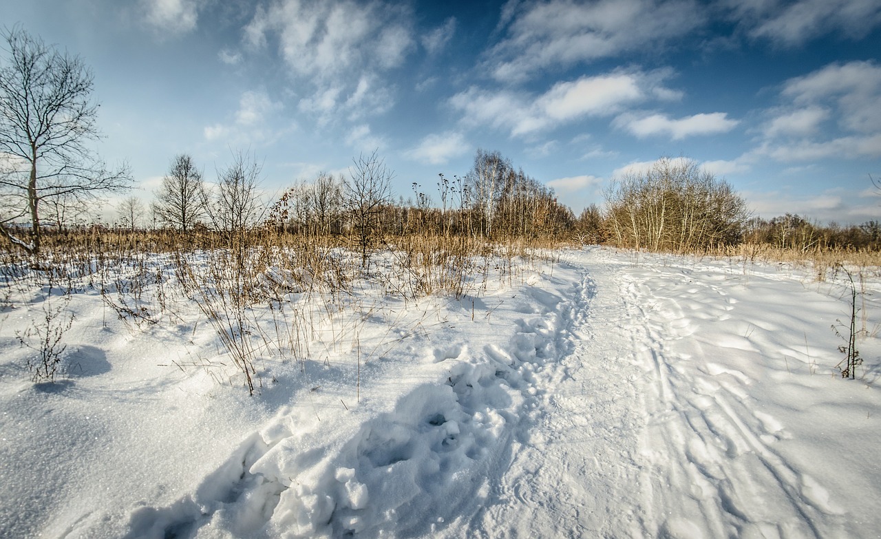 winter snow tree free photo