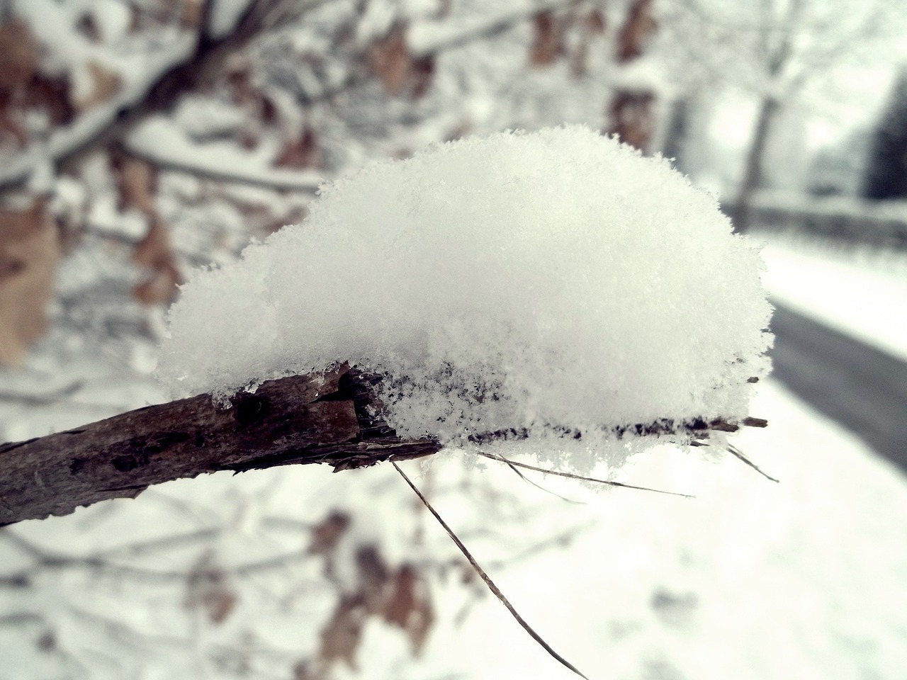 winter snow branch free photo