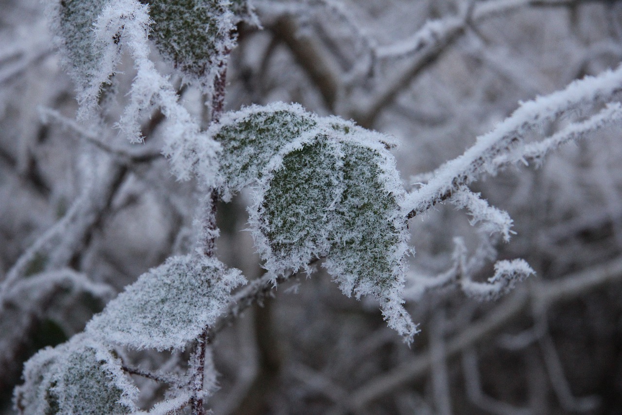 winter snow cold free photo