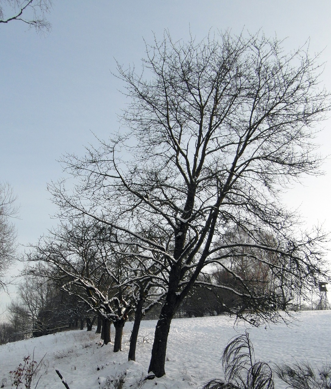 winter snow forest free photo