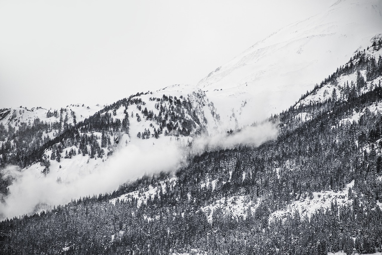 winter snow trees free photo