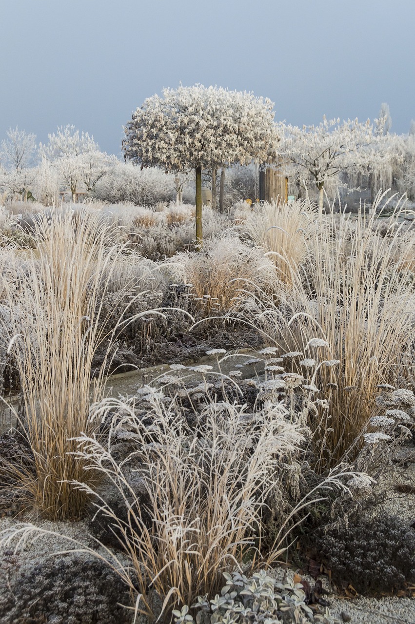 winter ripe landscape free photo
