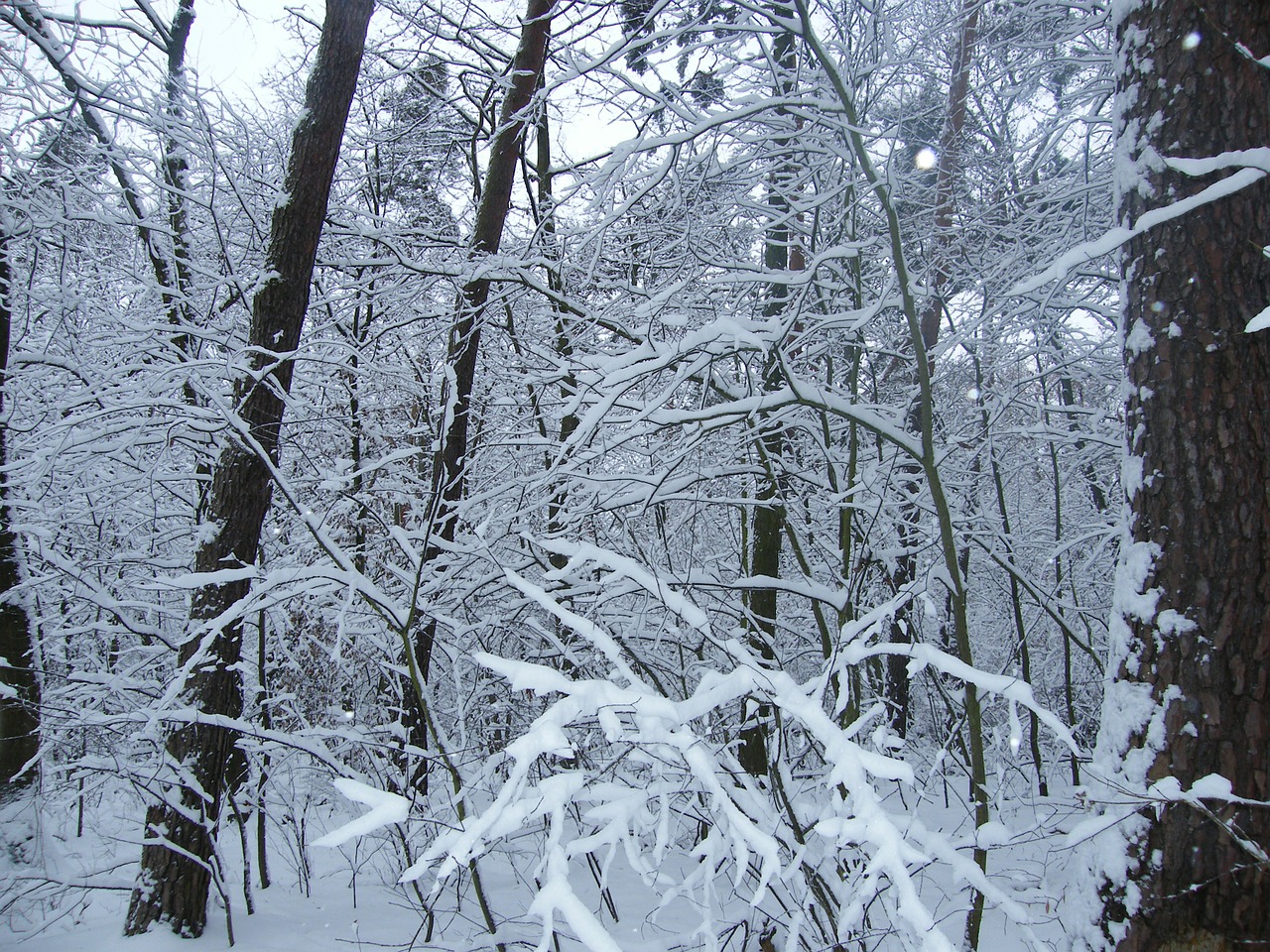 winter snowy snow free photo