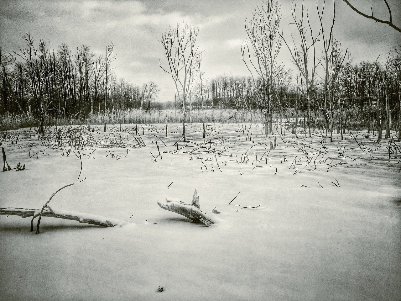 winter snow trees free photo