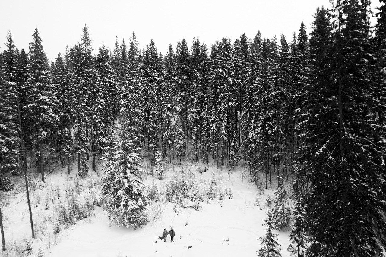 winter snow trees free photo