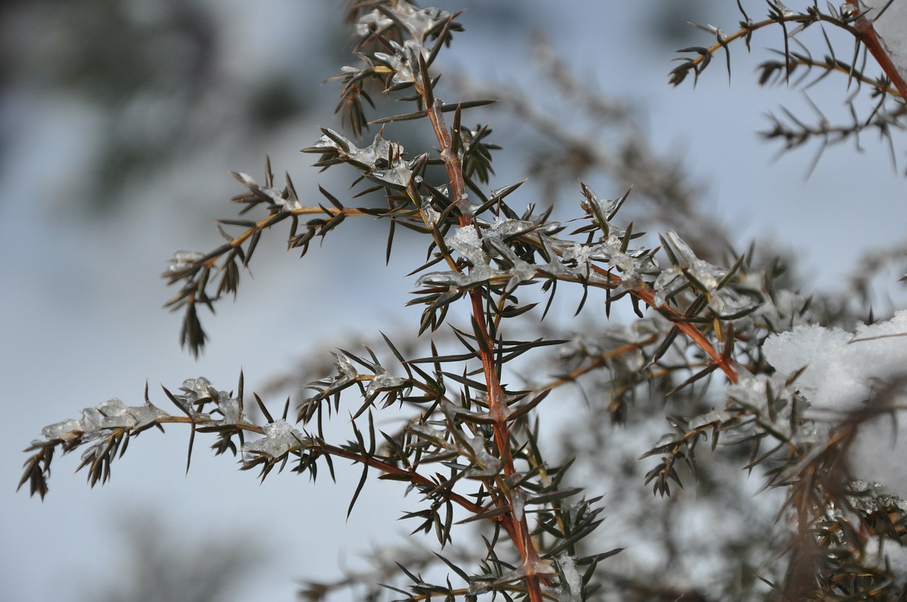 winter snow frost free photo