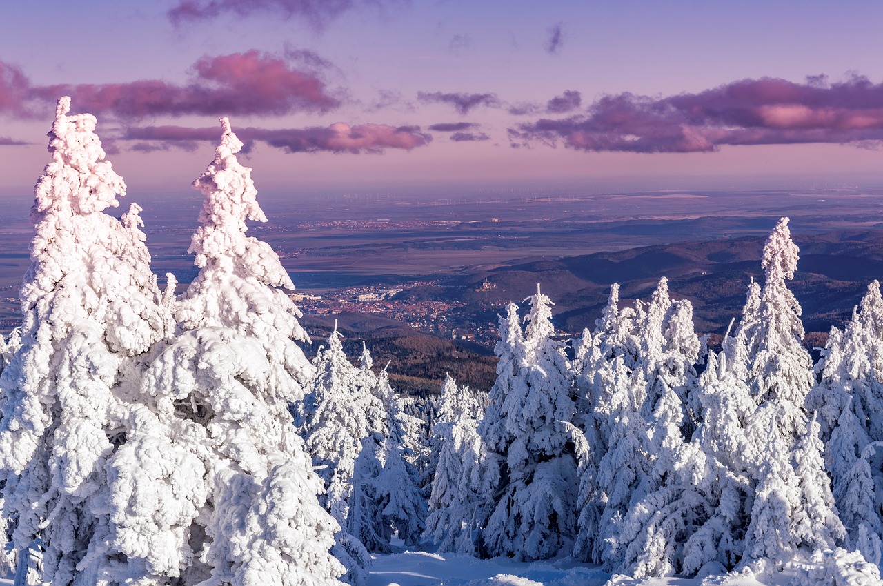 winter resin trees free photo