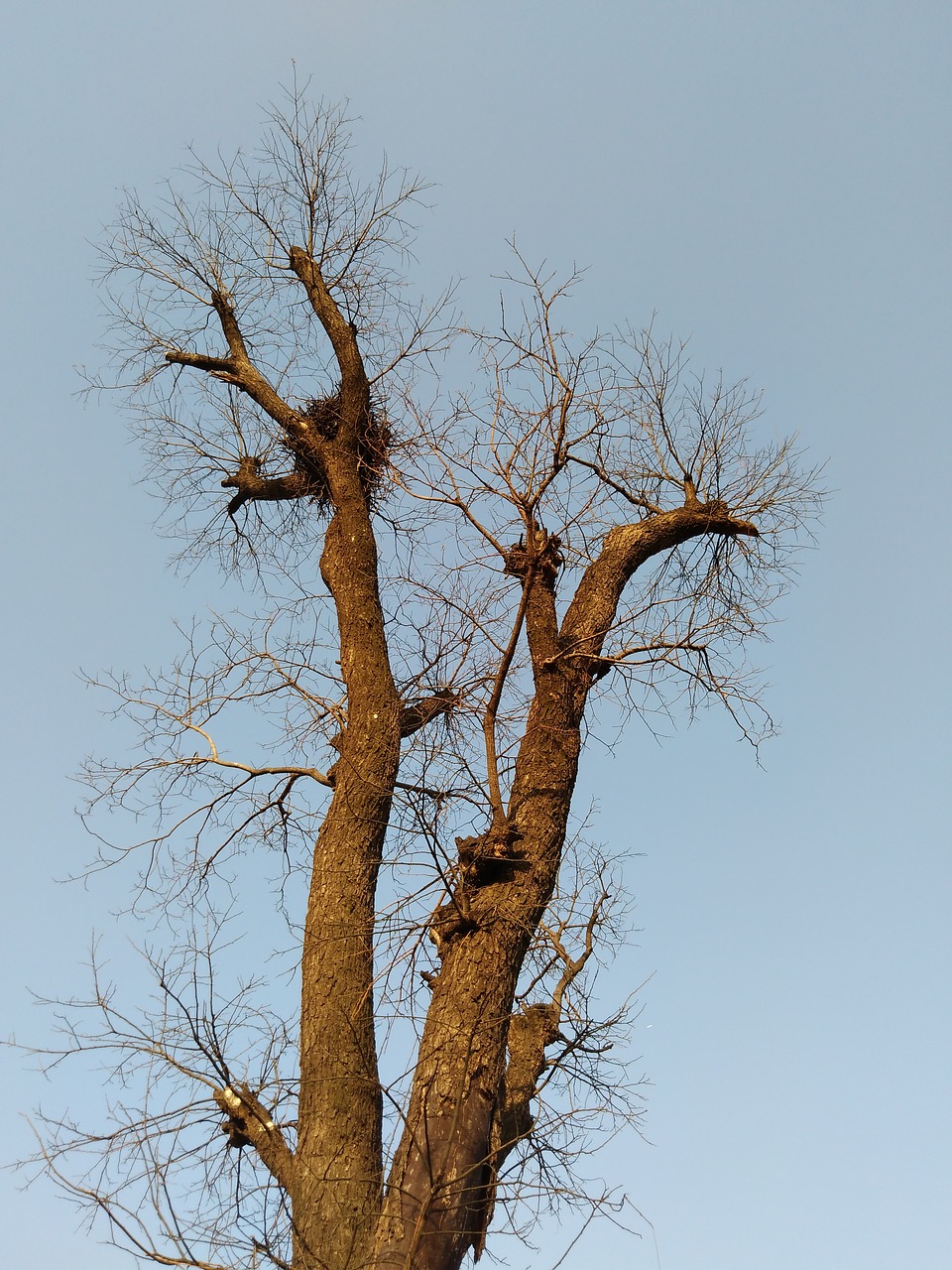 winter tree without leaves free photo