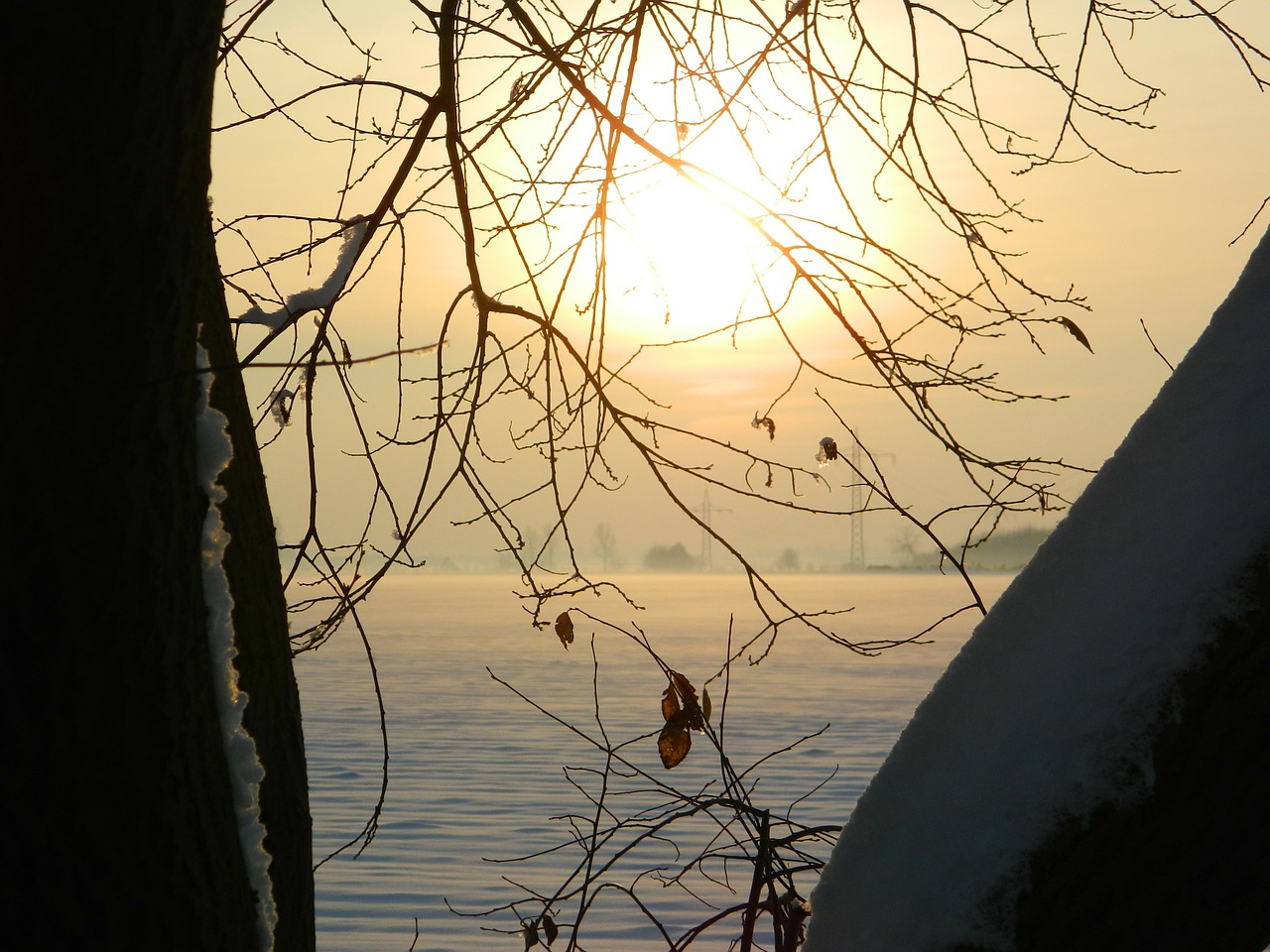 winter sunset tree free photo
