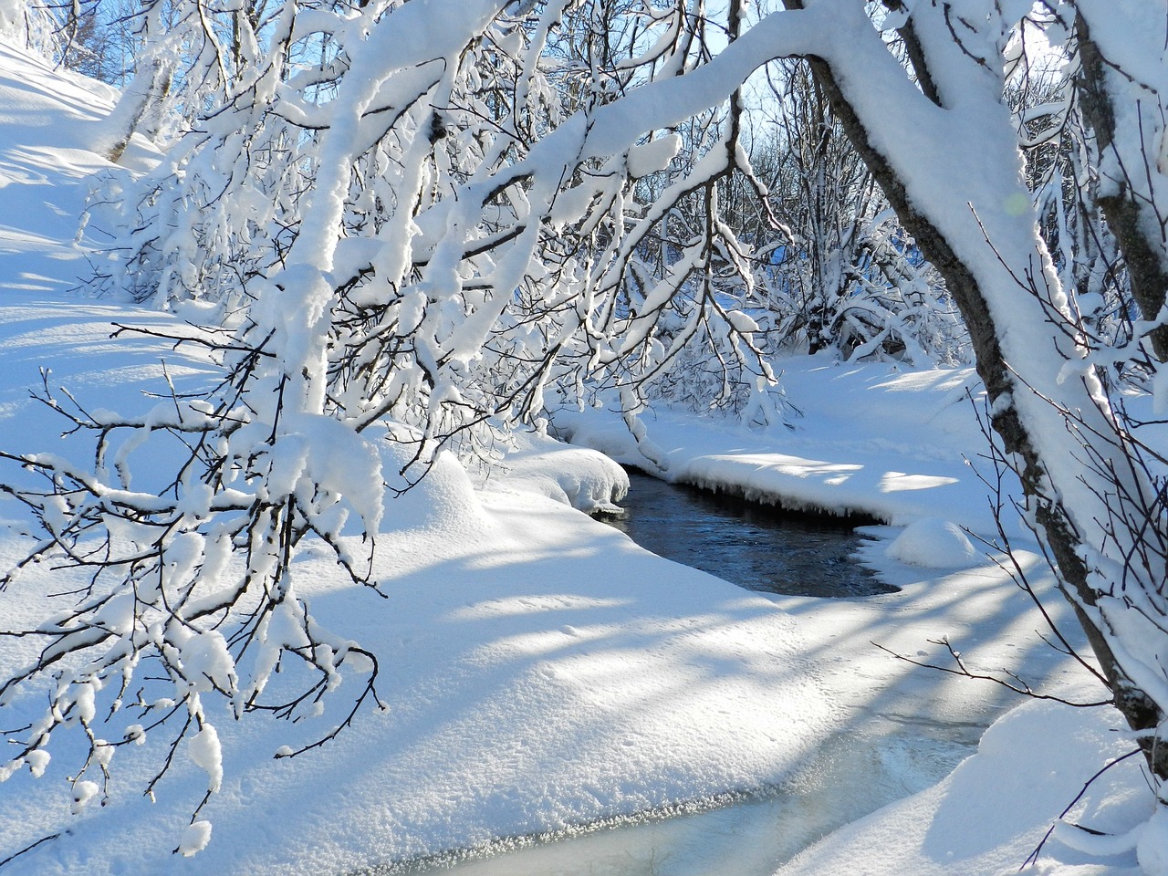 winter frost snow free photo