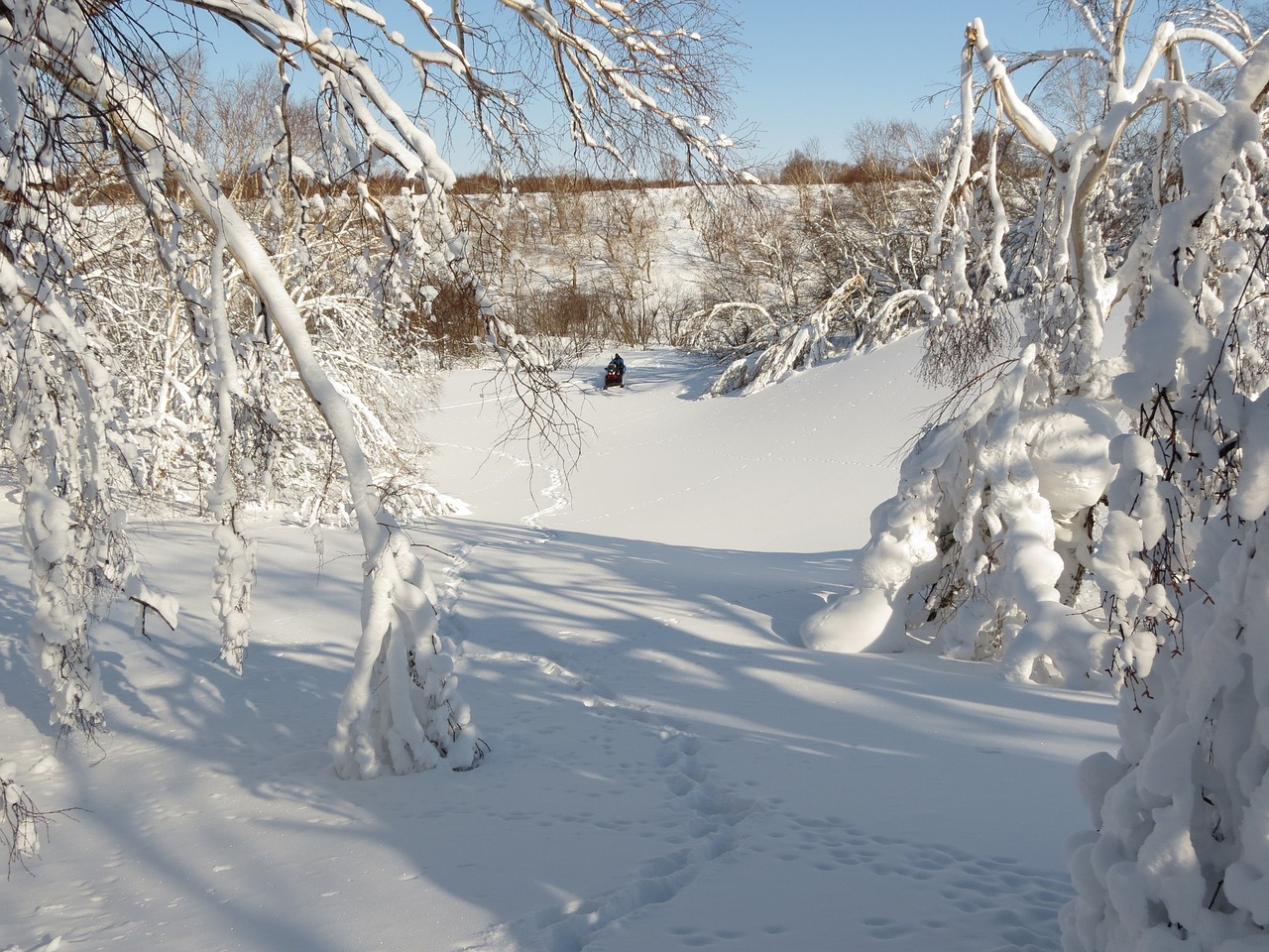 winter winter forest frost free photo