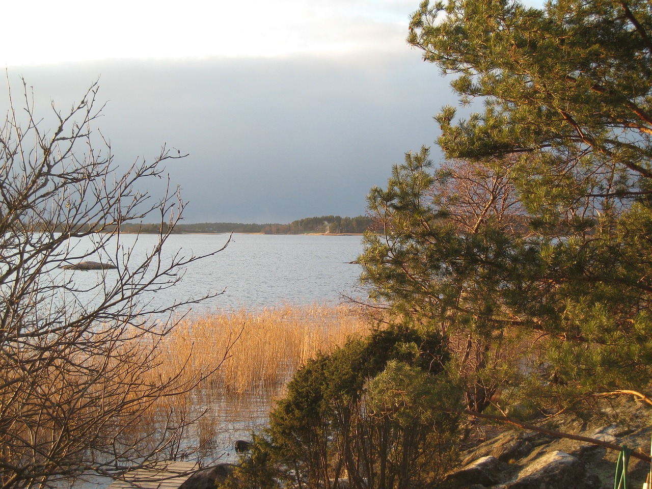 winter rushes beach free photo