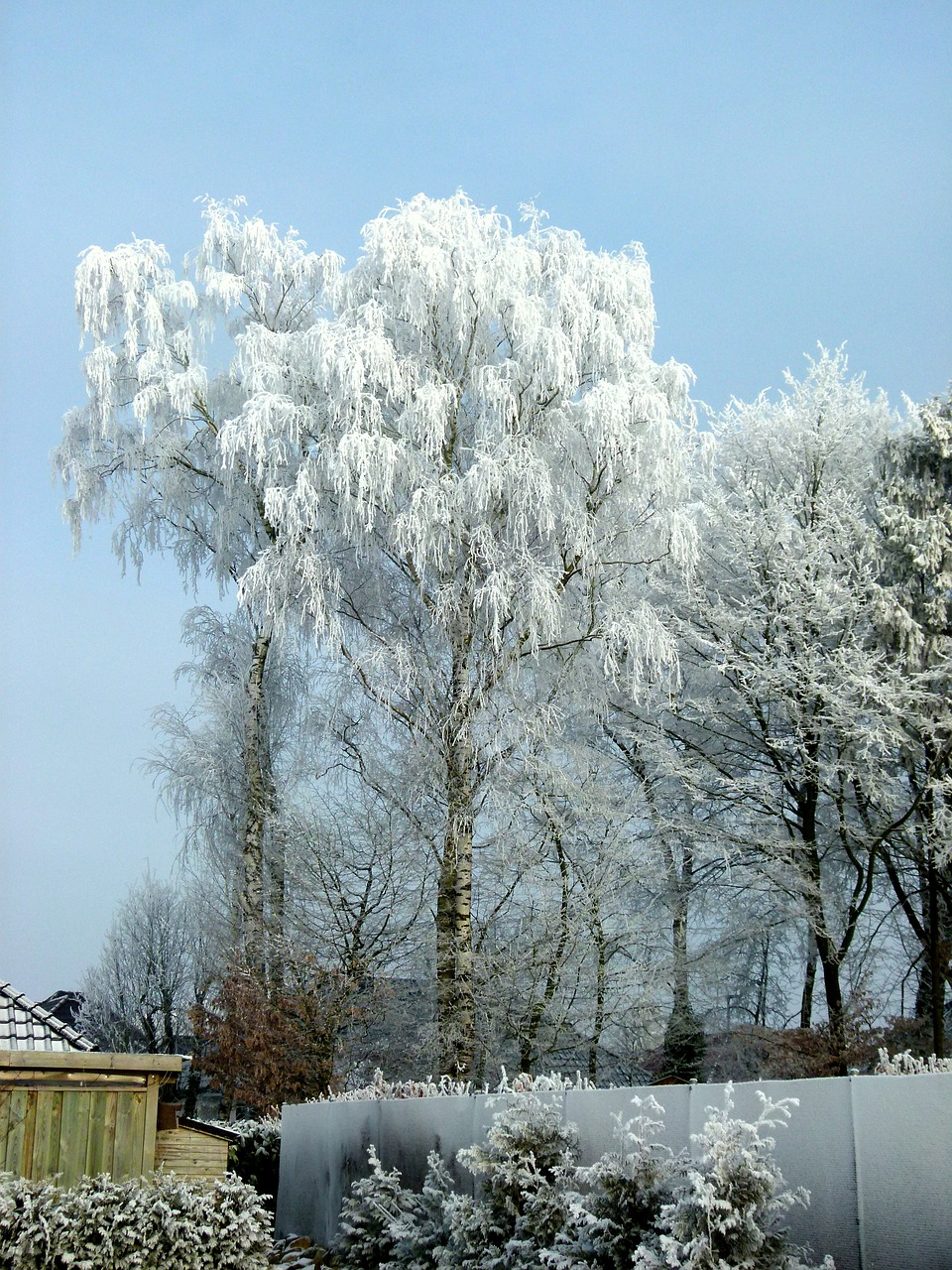 winter ripe wintry free photo